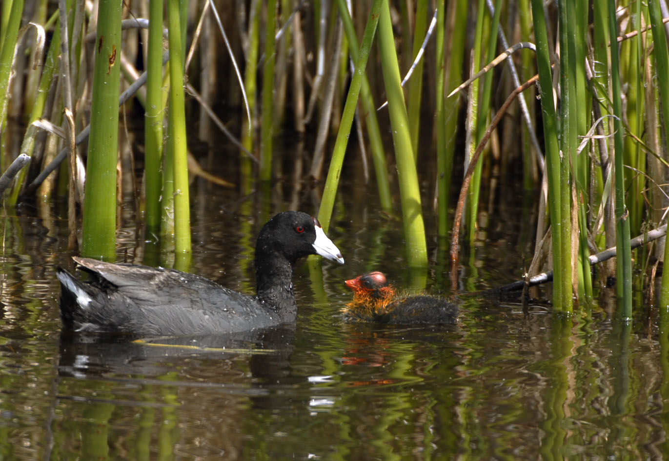 American Coot